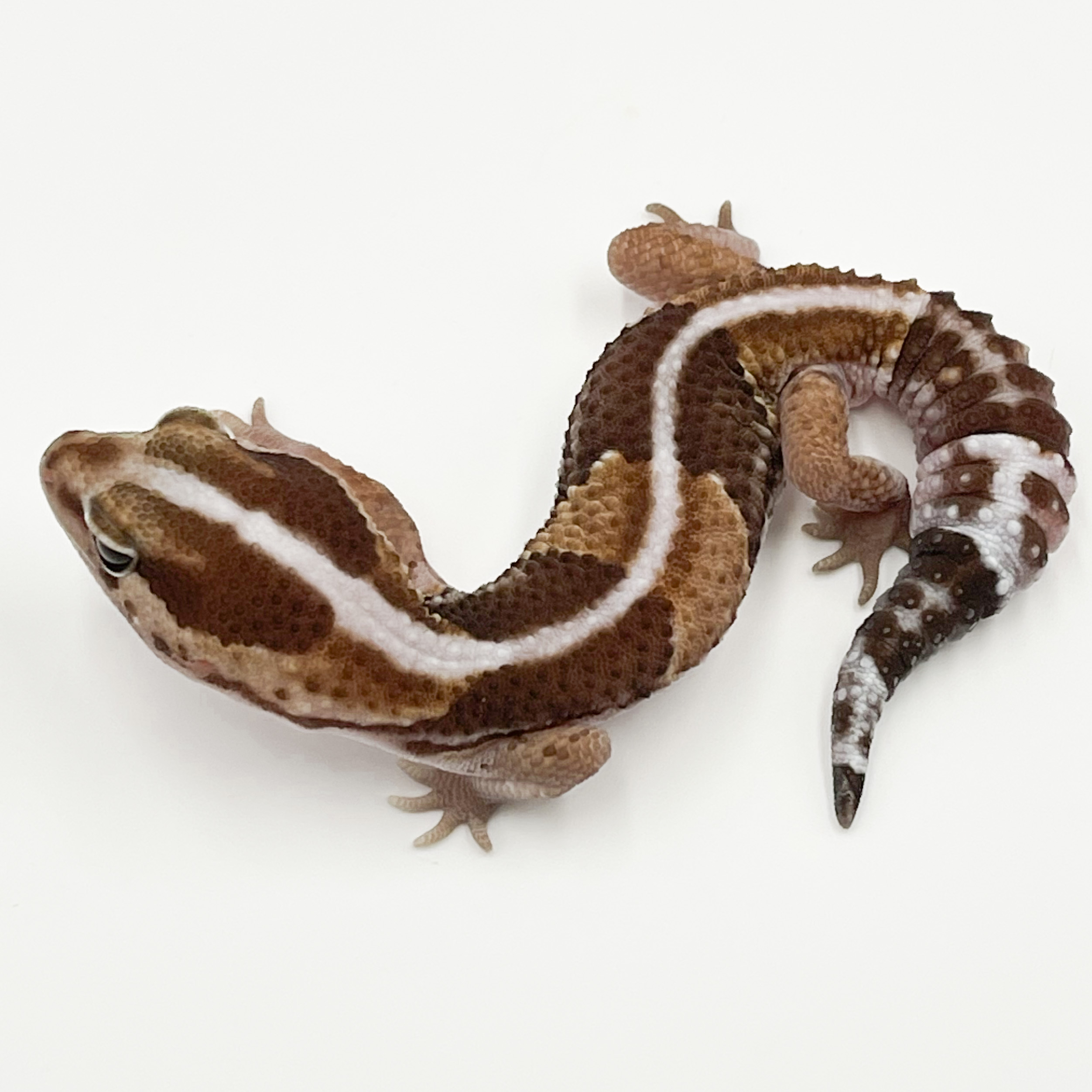 ニシアフリカトカゲモドキ¥▪️ノーマルhetオレオ