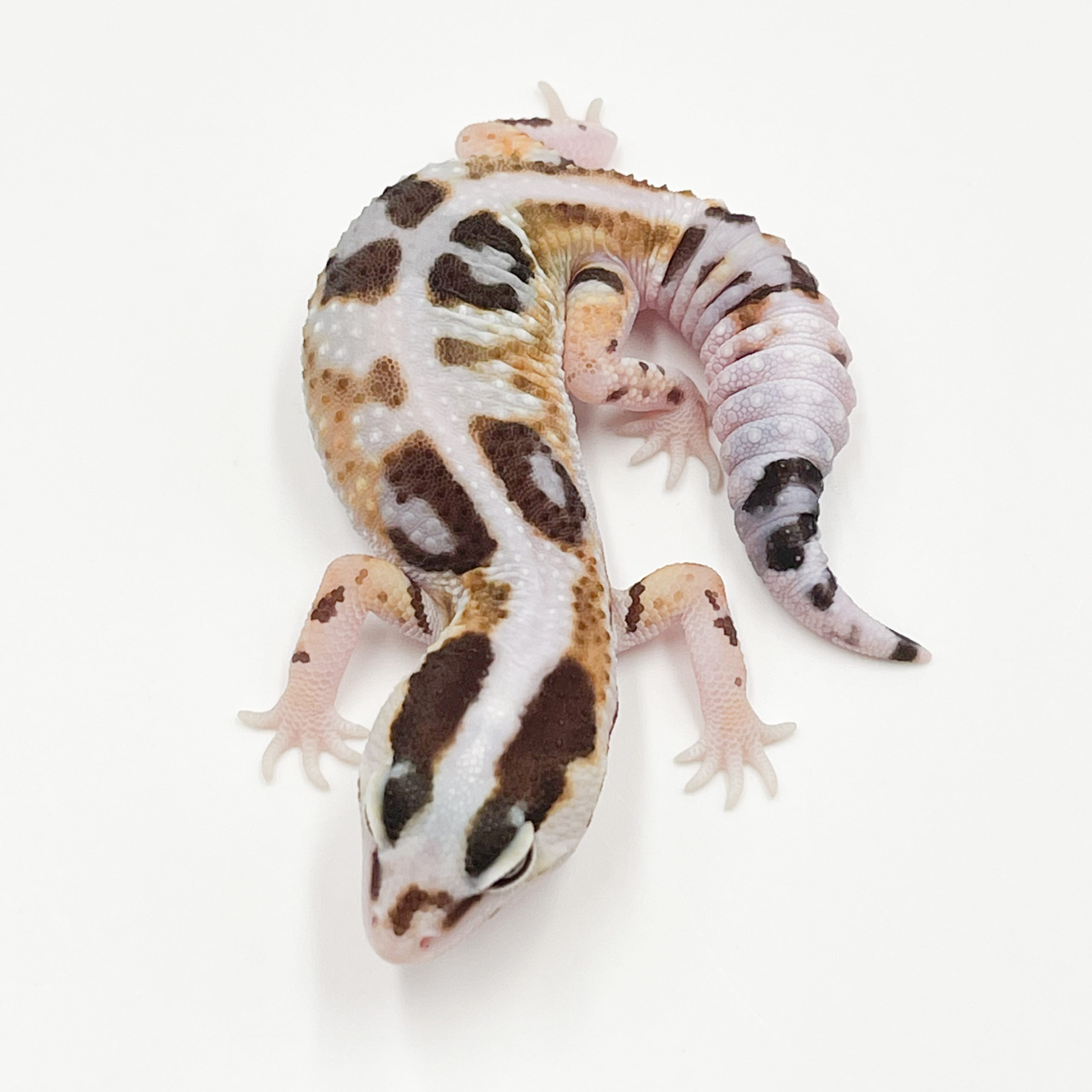 ニシアフリカトカゲモドキ¥ホワイトアウトphオレオ