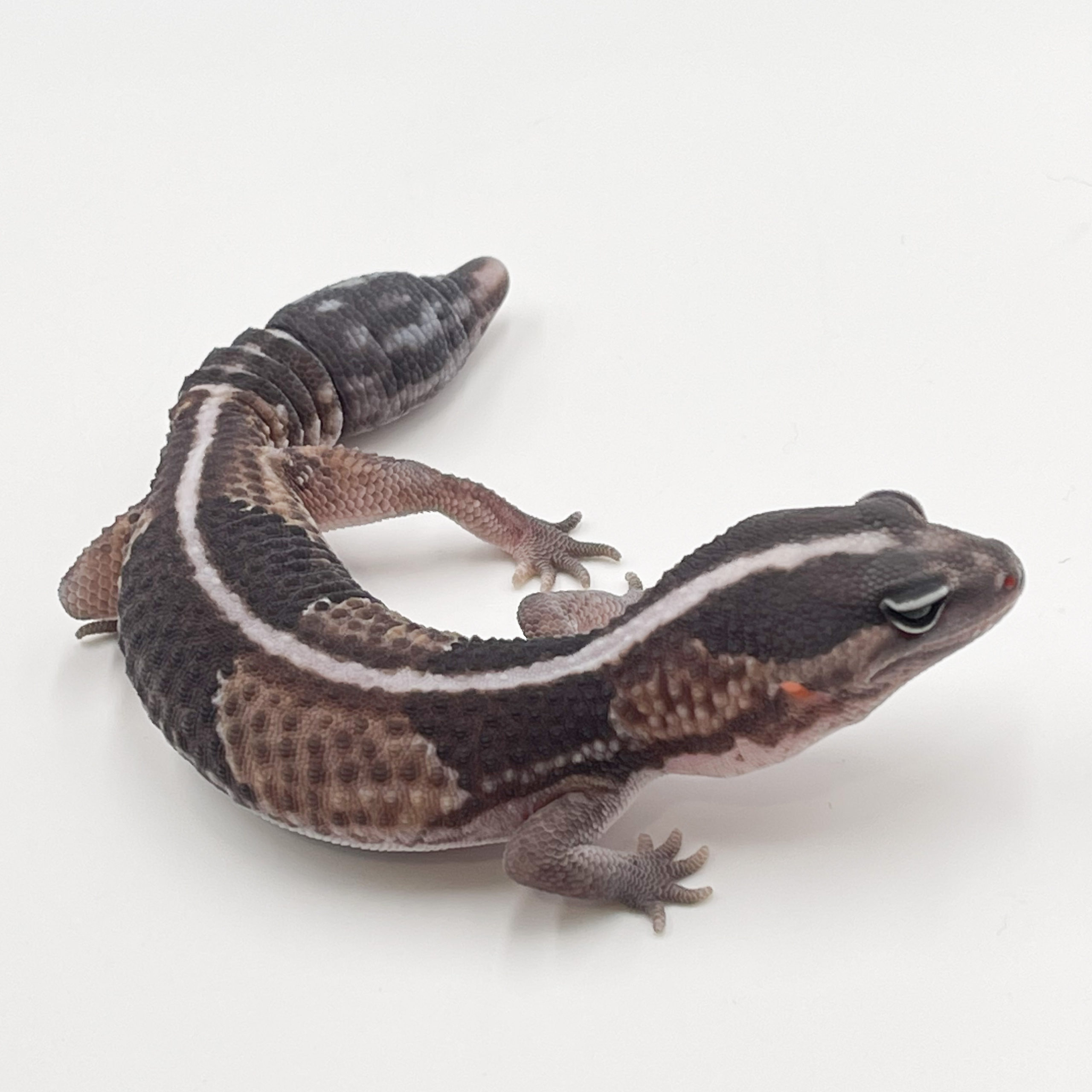 ニシアフリカトカゲモドキ¥ワイルド（再生尾）