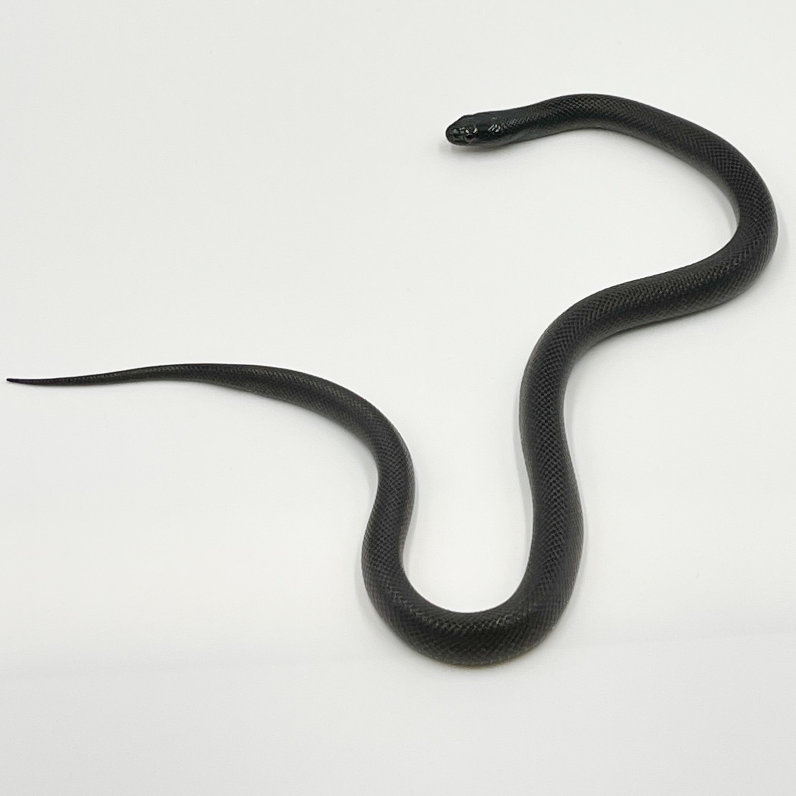 メキシカンブラックキングスネーク