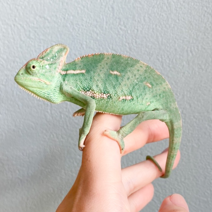 エボシカメレオン