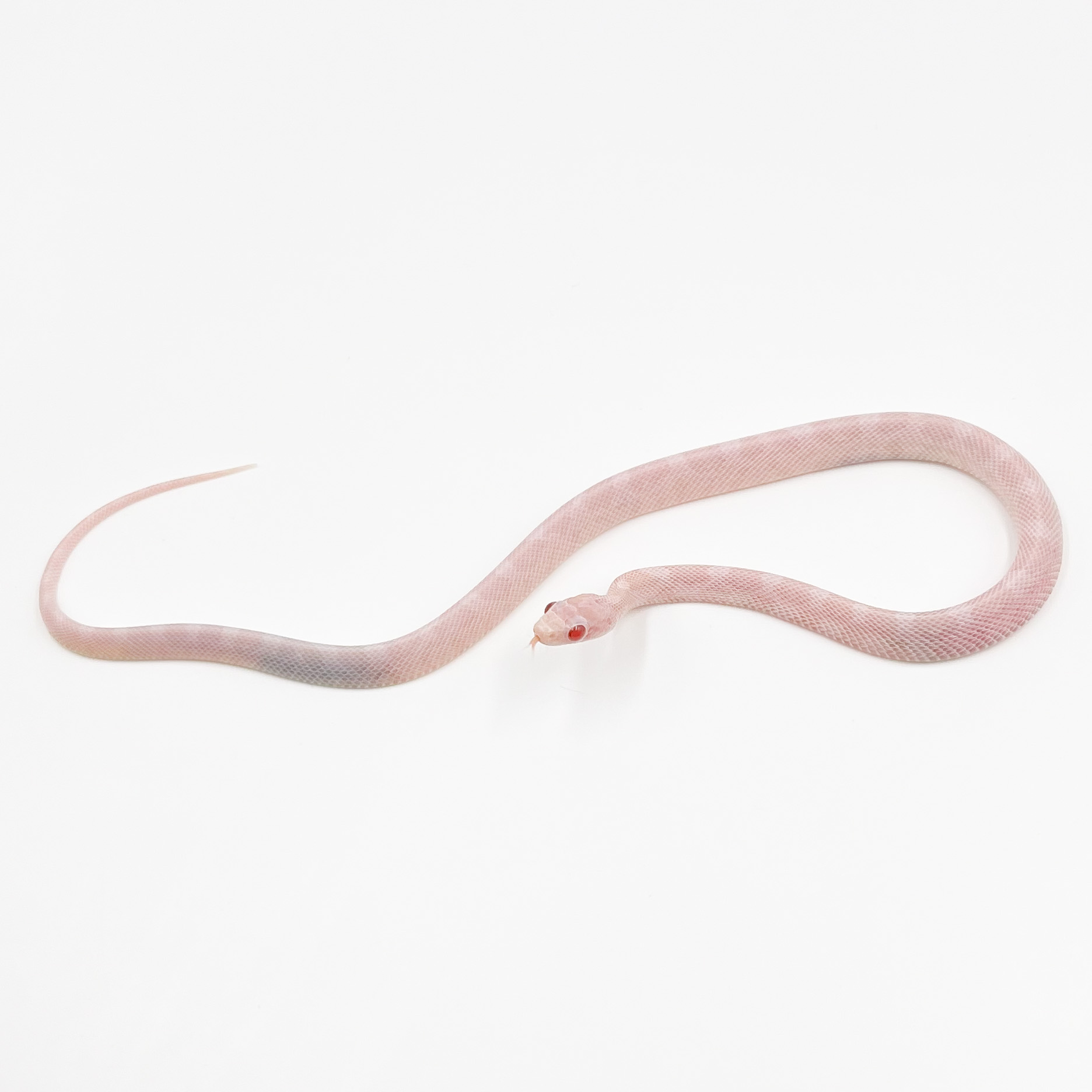 コーンスネーク¥ブリザード