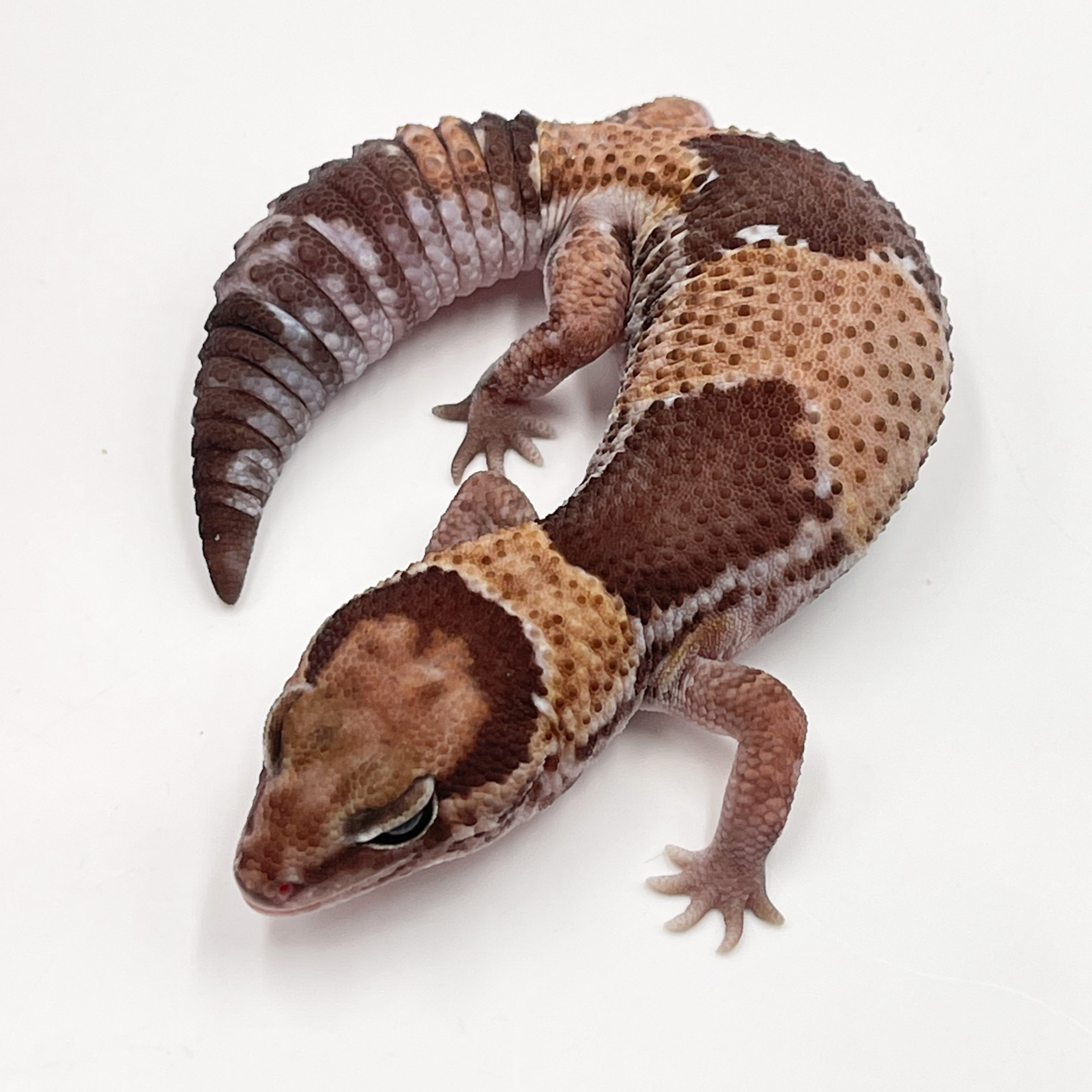 ニシアフリカトカゲモドキ¥ノーマル