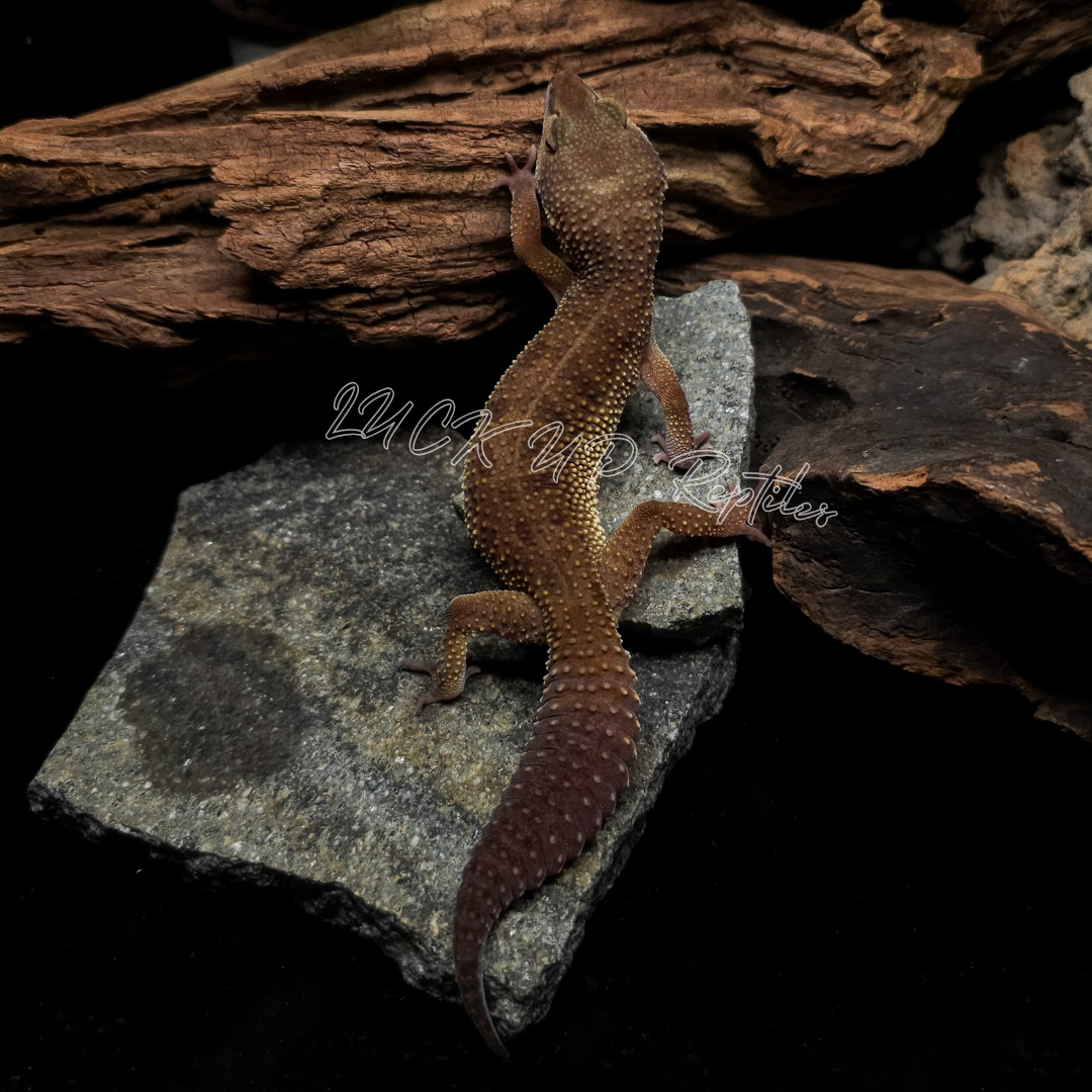 ヒョウモントカゲモドキ¥アコヤマーフィーパターンレス