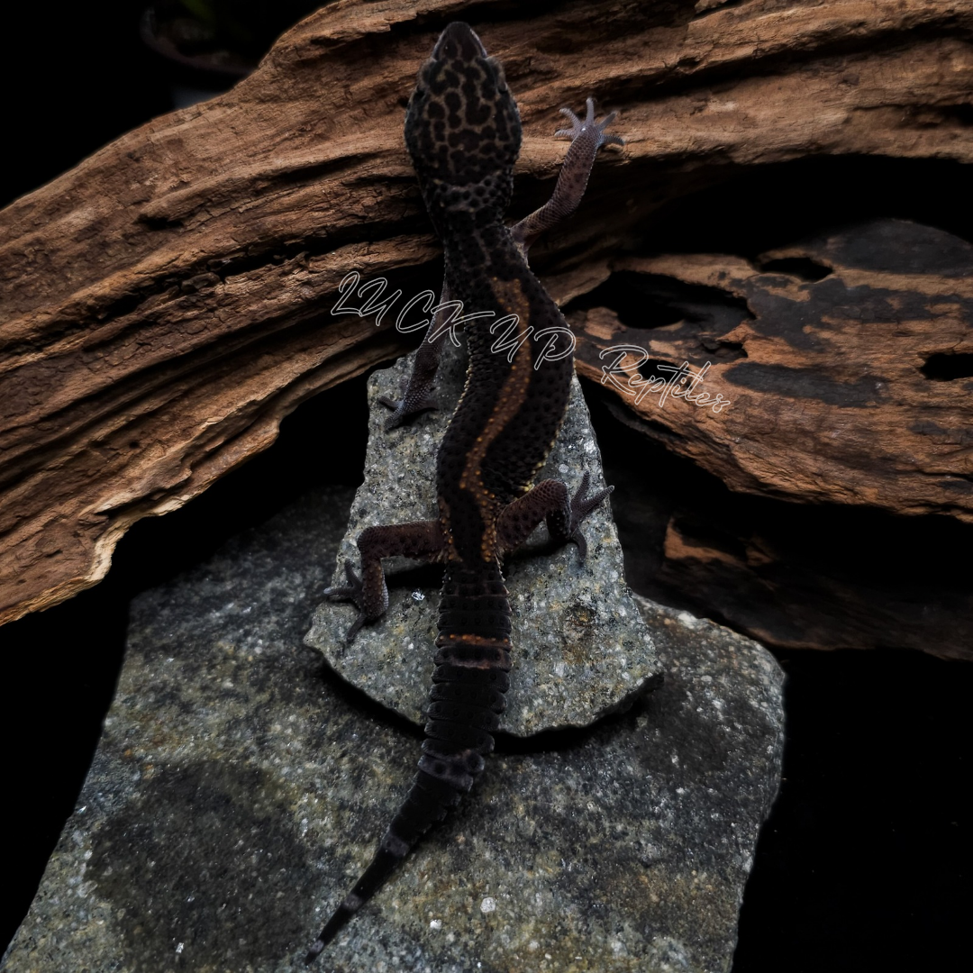 ヒョウモントカゲモドキ¥メラニスティックマンダリン