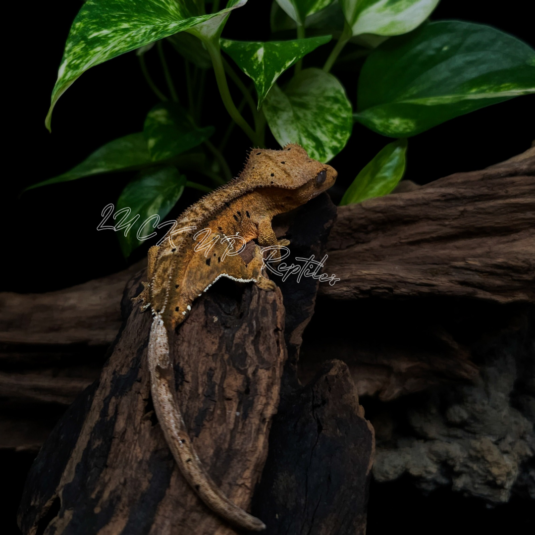 クレステッドゲッコー¥ダルメシアン