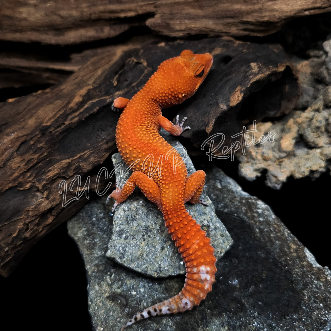 ヒョウモントカゲモドキ¥マンダリン