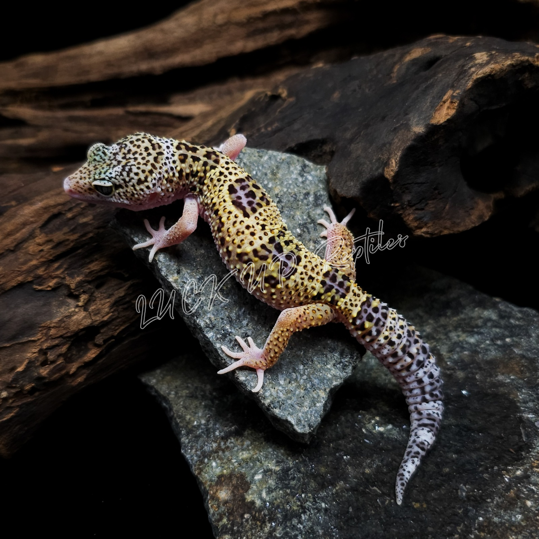 ヒョウモントカゲモドキ¥スノーエクリプス