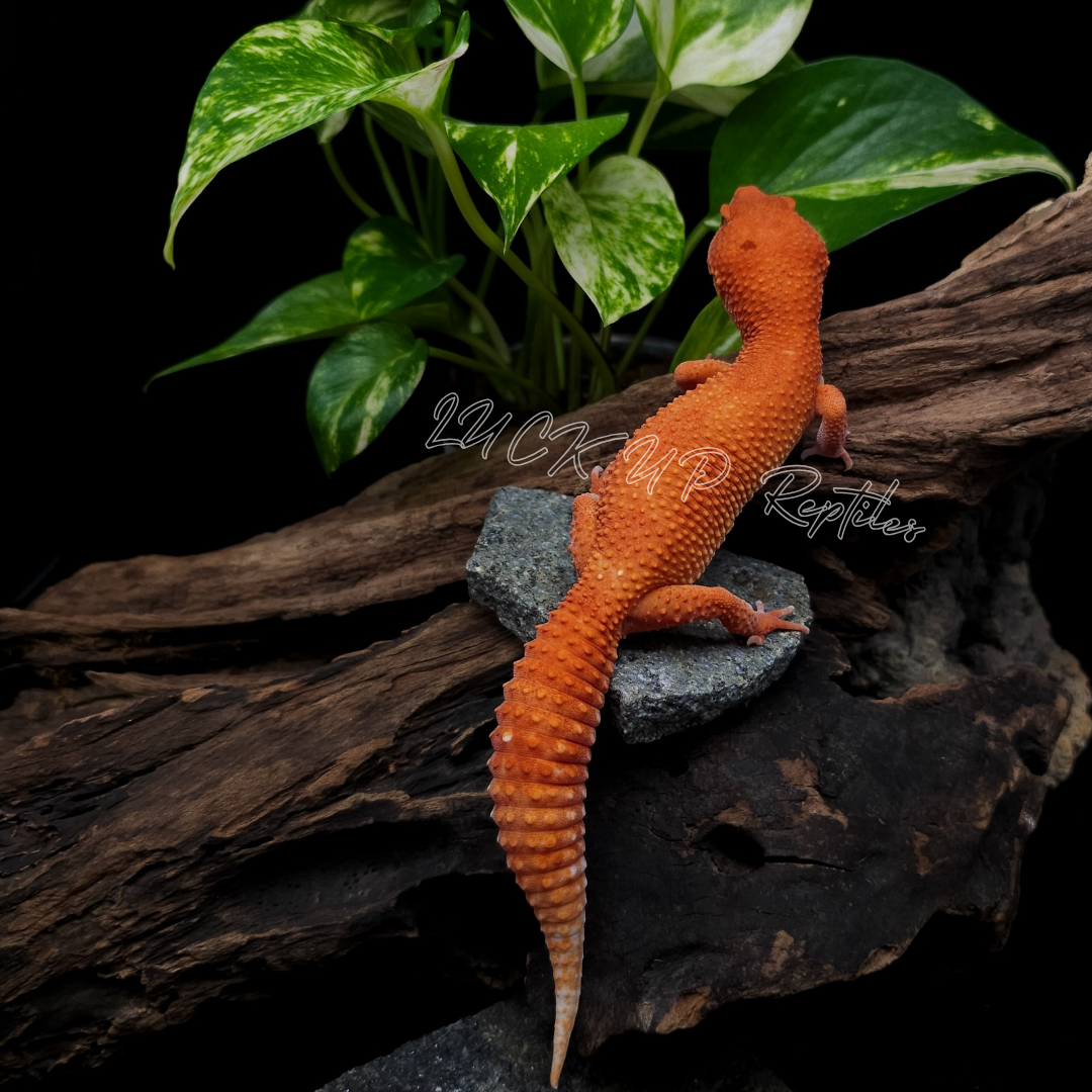 ヒョウモントカゲモドキ¥レッドデビル