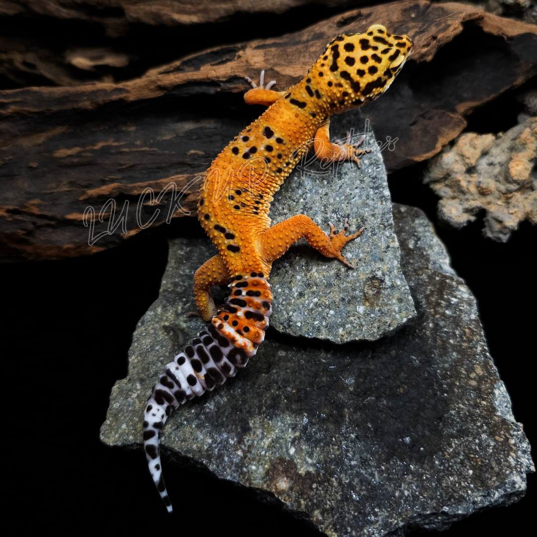 ヒョウモントカゲモドキ¥クラウンG