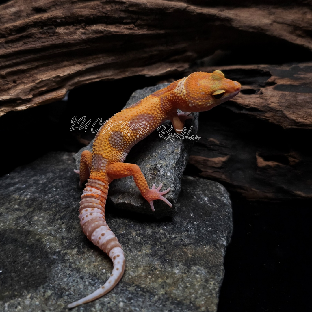 ヒョウモントカゲモドキ¥タンジェリンレイン