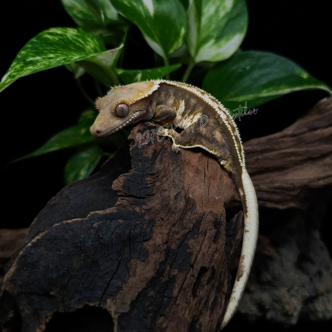クレステッドゲッコー¥フルピン トリカラー”Barb Line”