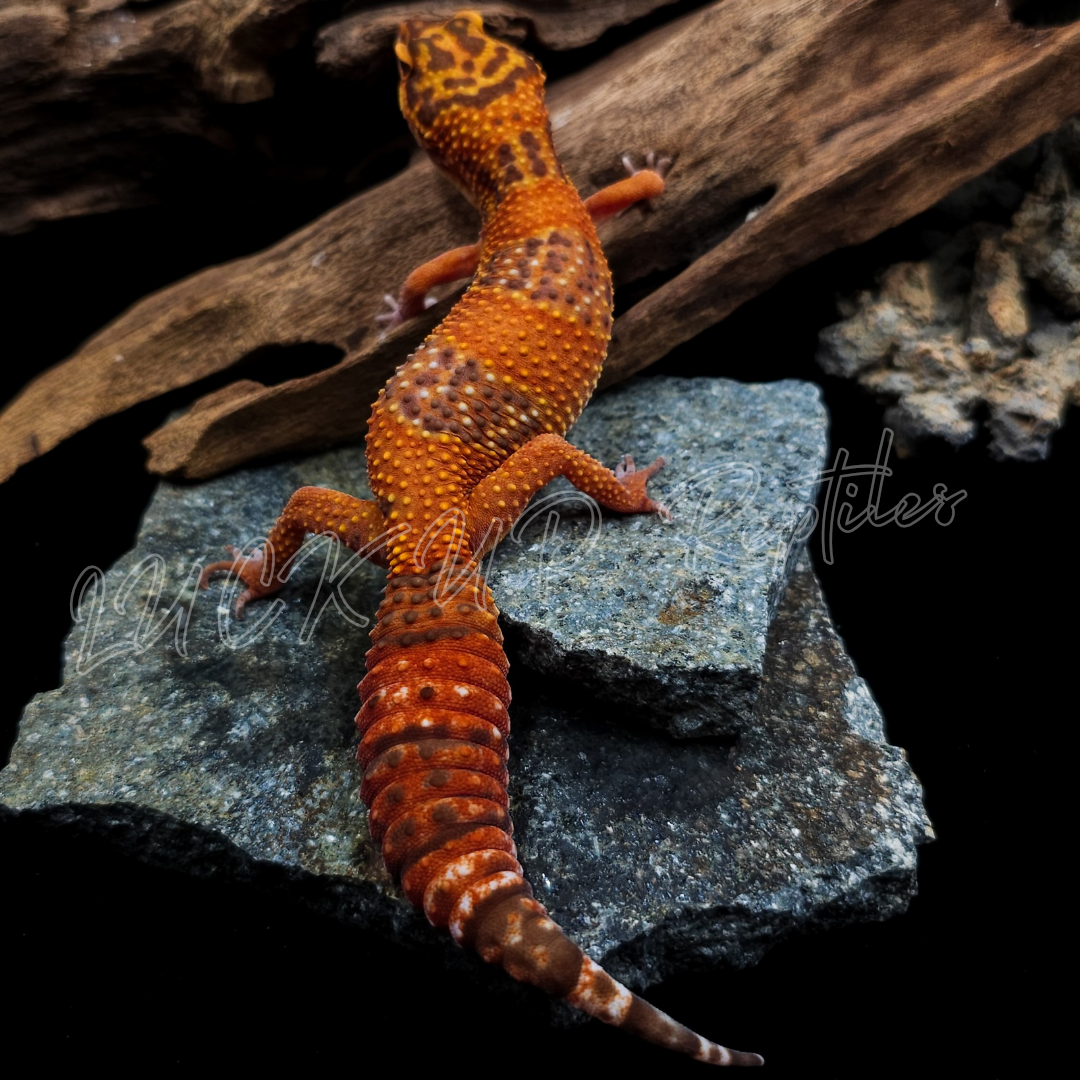 ヒョウモントカゲモドキ¥サンスポット