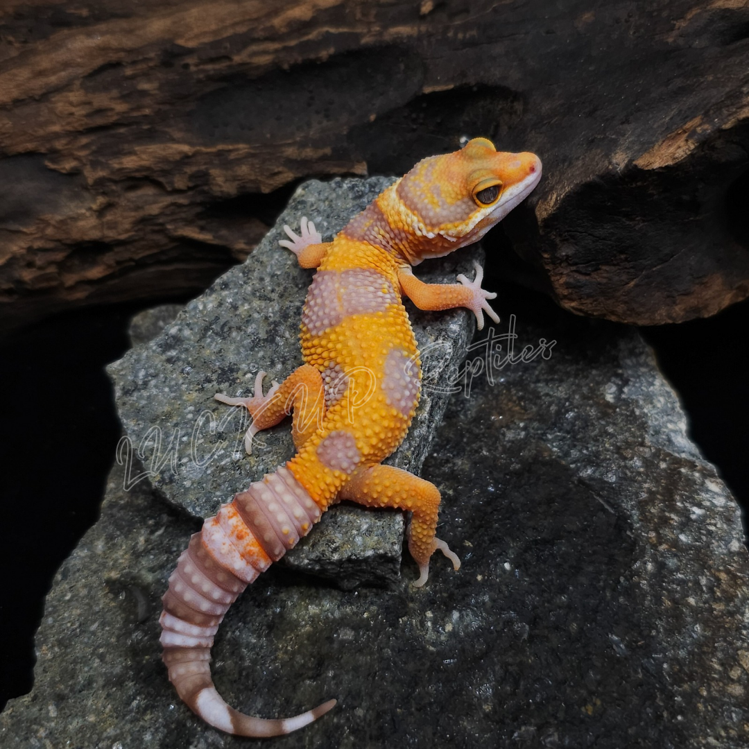 ヒョウモントカゲモドキ¥タンジェリンレインウォーターphBAE