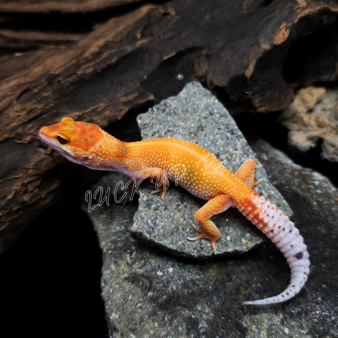 ヒョウモントカゲモドキ¥タンジェリントレンパーエニグマ