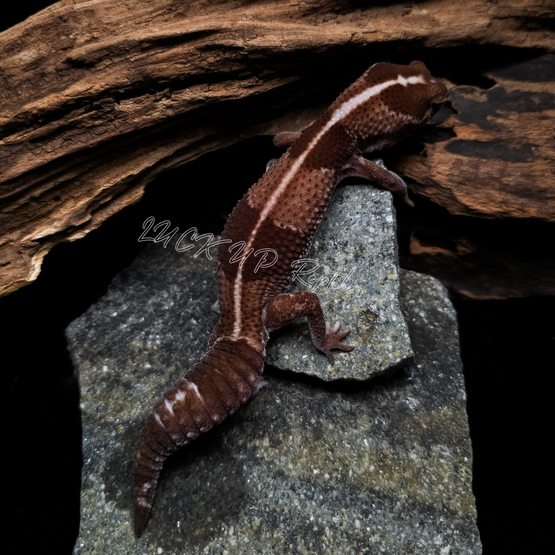 ニシアフリカトカゲモドキ¥ノーマルhetオレオ