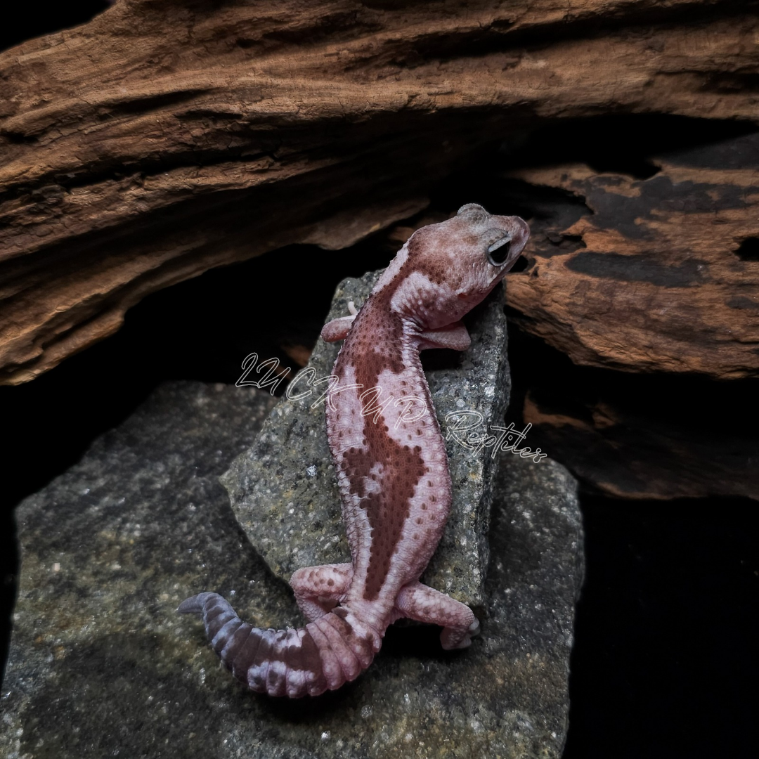 ニシアフリカトカゲモドキ¥オレオズールーhetゴーストphキャラメル