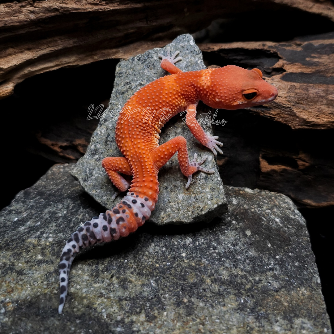 ヒョウモントカゲモドキ¥マンダリン