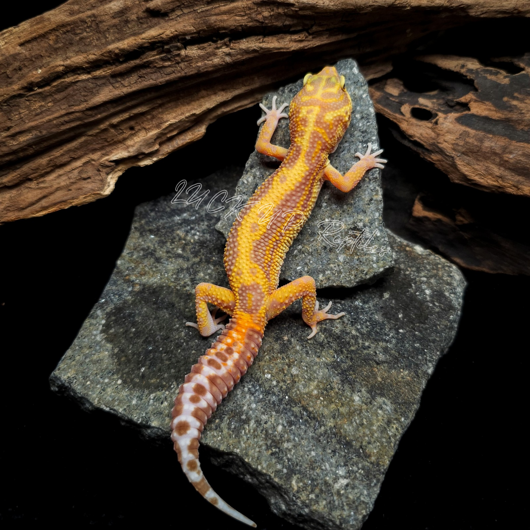 ヒョウモントカゲモドキ¥レインウォーターアルビノ