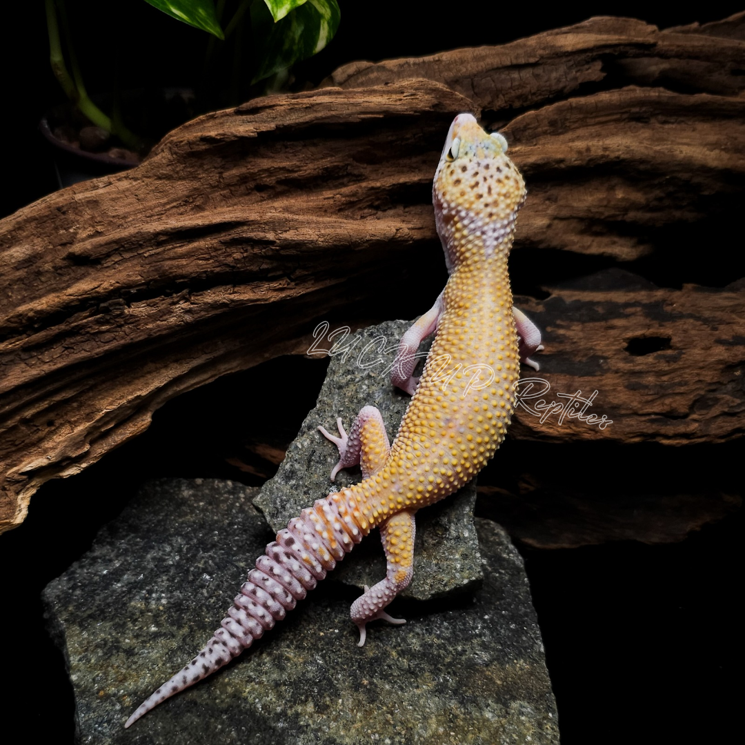 ヒョウモントカゲモドキ¥Ｗ＆Ｙスノーエクリプス