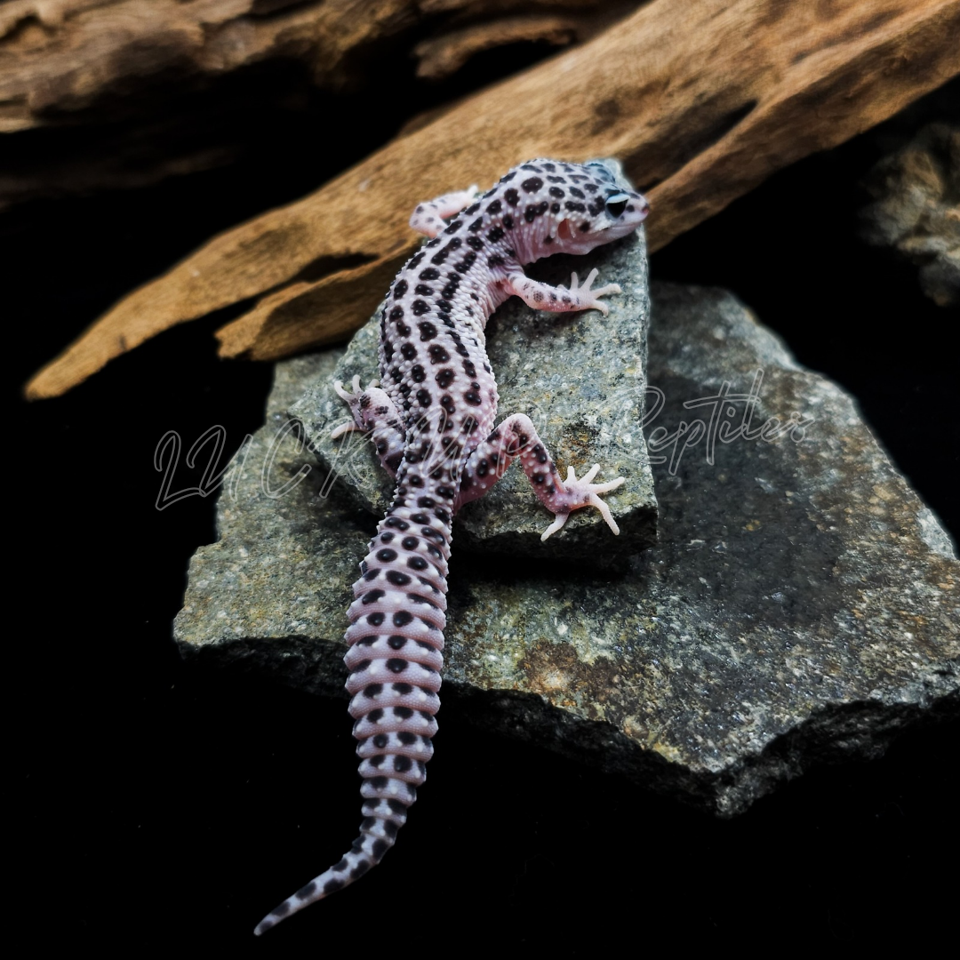 ヒョウモントカゲモドキ¥スーパーマックスノー