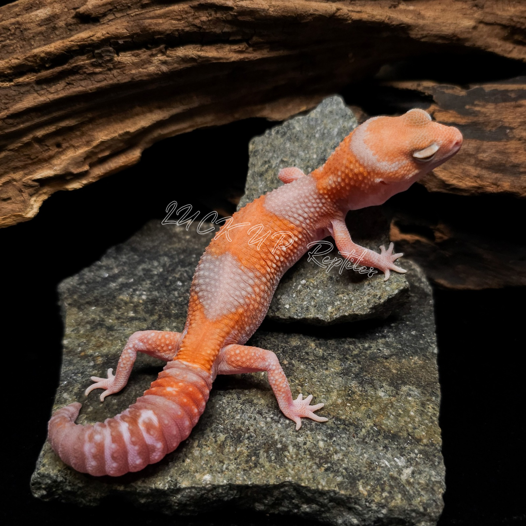 ニシアフリカトカゲモドキ¥アメル