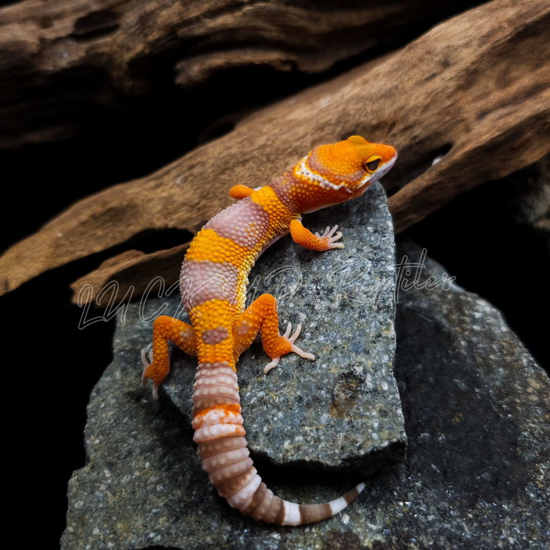 ヒョウモントカゲモドキ¥タンジェリンレイン