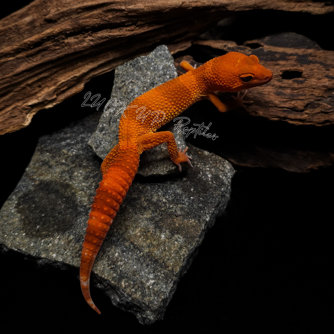 ヒョウモントカゲモドキ¥マンダリン