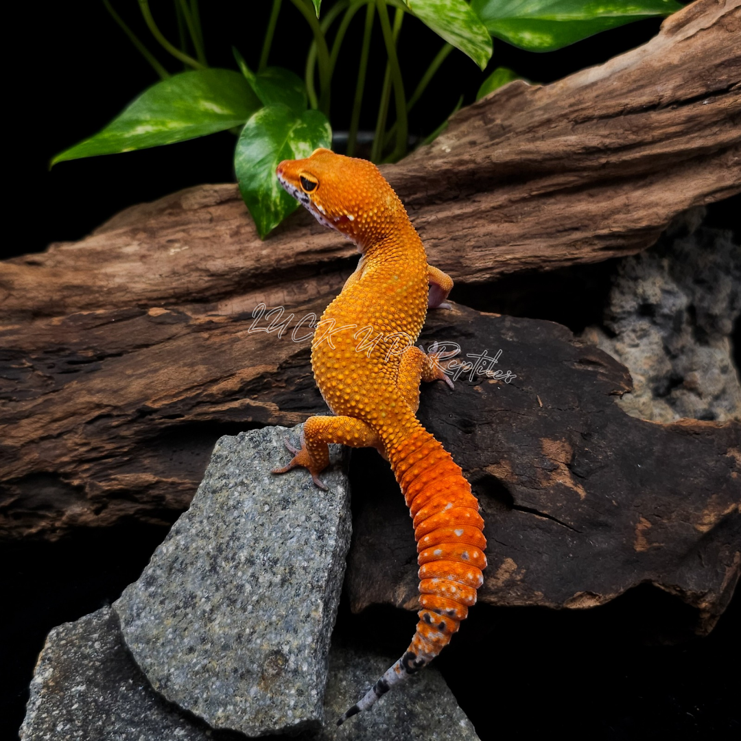 ヒョウモントカゲモドキ¥ホットタンジェリンhetレイン