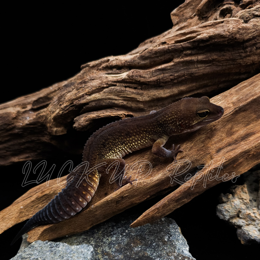 ヒョウモントカゲモドキ¥アコヤマーフィーパターンレス