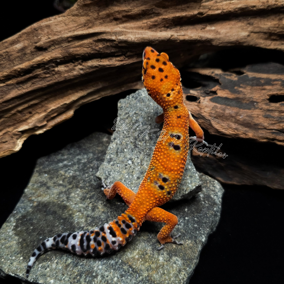 ヒョウモントカゲモドキ¥タンジェリン