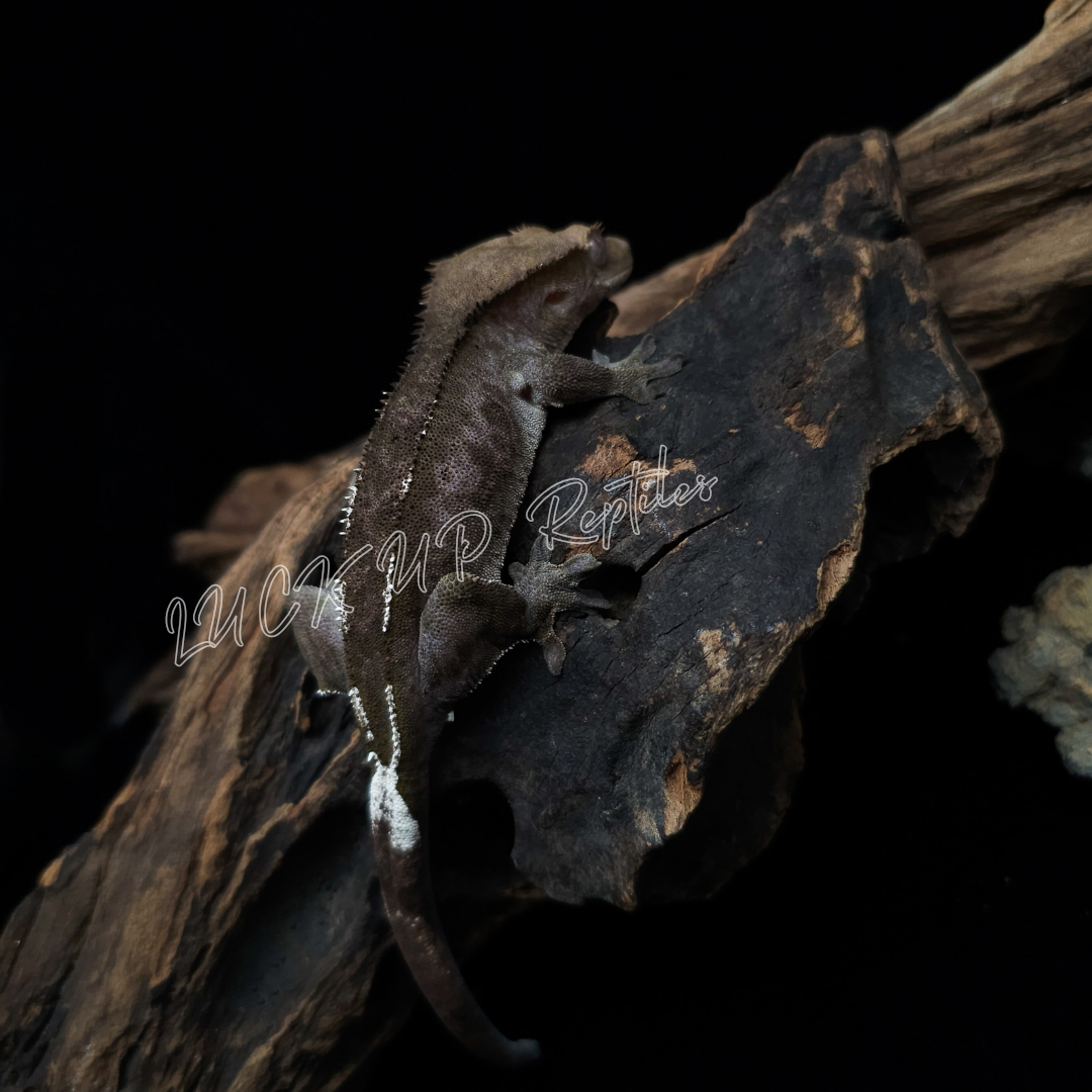 クレステッドゲッコー¥アザンティック