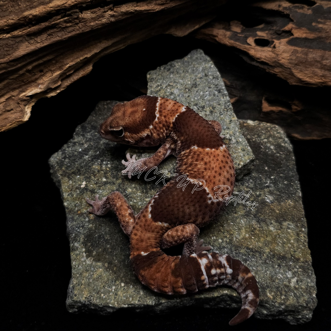 ニシアフリカトカゲモドキ¥ノーマルhetゴーストパターンレスphオレオ