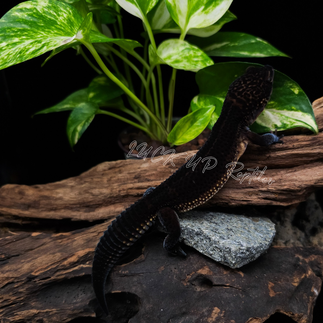 ヒョウモントカゲモドキ¥ブラックナイト