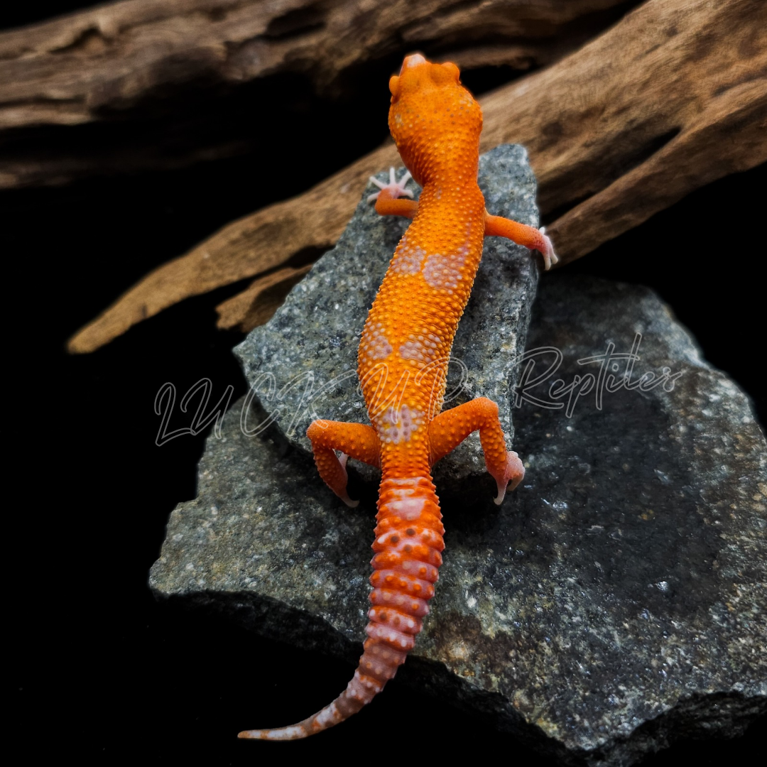 ヒョウモントカゲモドキ¥レッドデビル