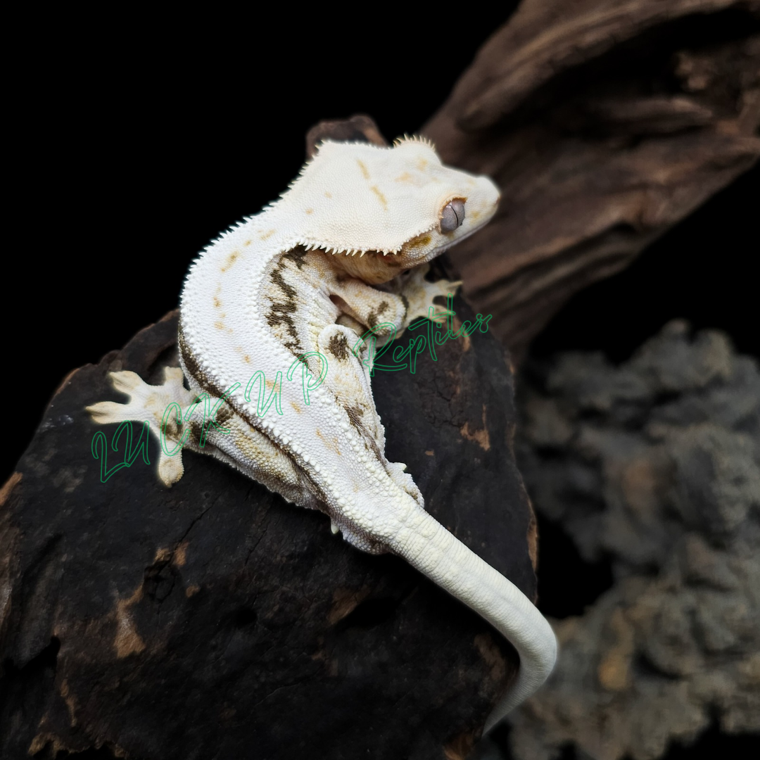 クレステッドゲッコー¥リリーホワイト