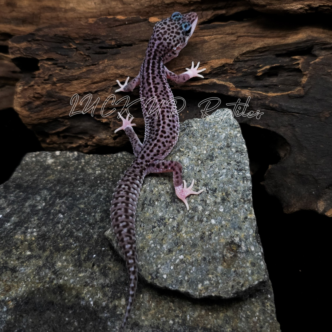 ヒョウモントカゲモドキ¥スーパーマックスノー