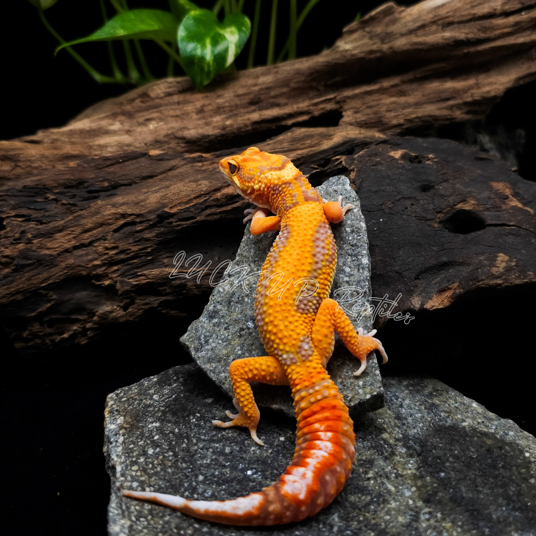 ヒョウモントカゲモドキ¥タンジェリンレインphBAE