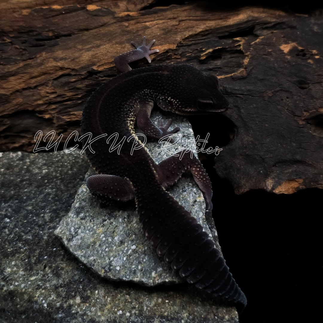 ヒョウモントカゲモドキ¥ブラックナイト