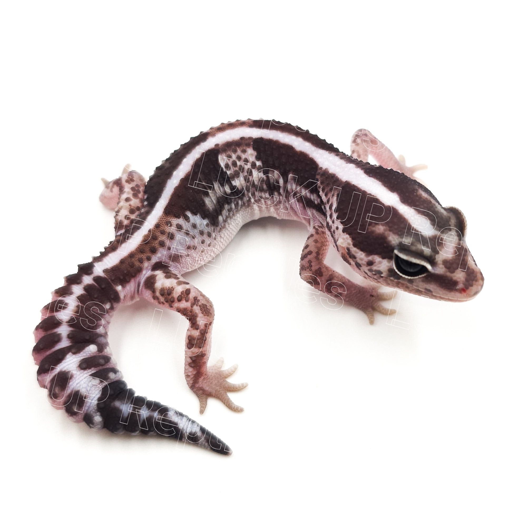 ニシアフリカトカゲモドキ¥オレオ66％phアメルズールー