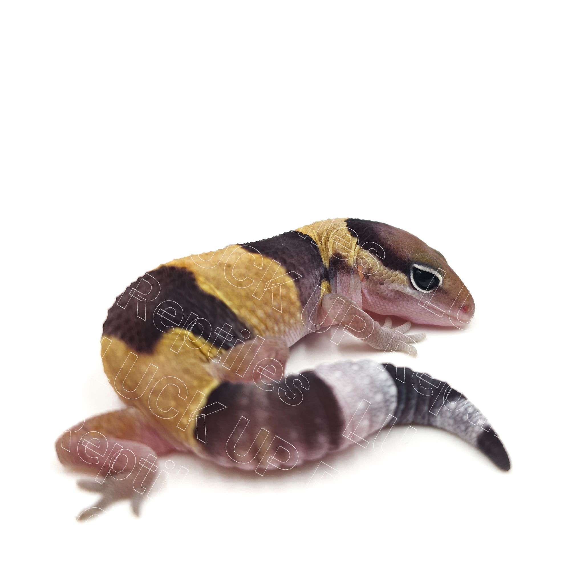 ニシアフリカトカゲモドキ¥ノーマルhetオレオ