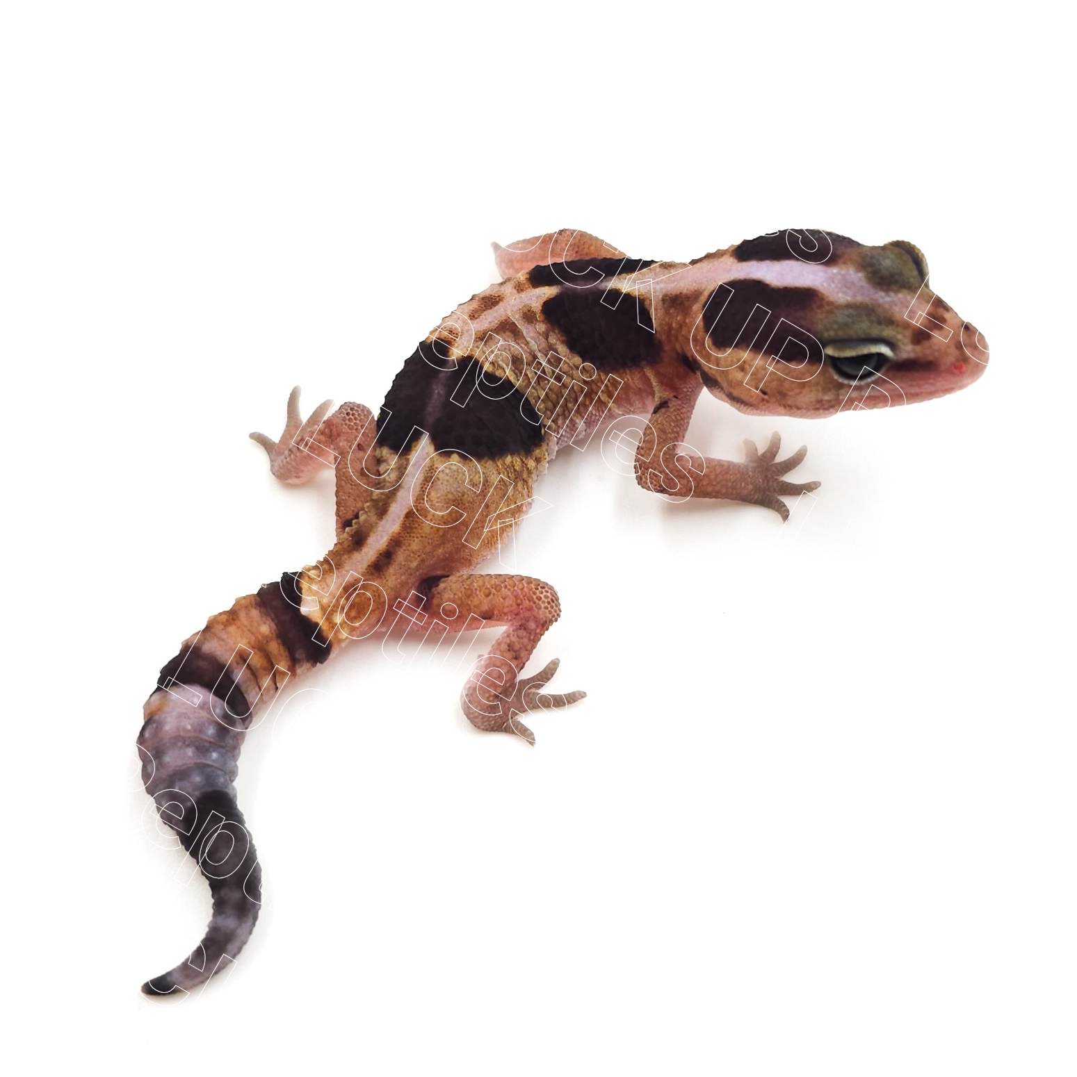 ニシアフリカトカゲモドキ¥ホワイトアウトhetオレオ