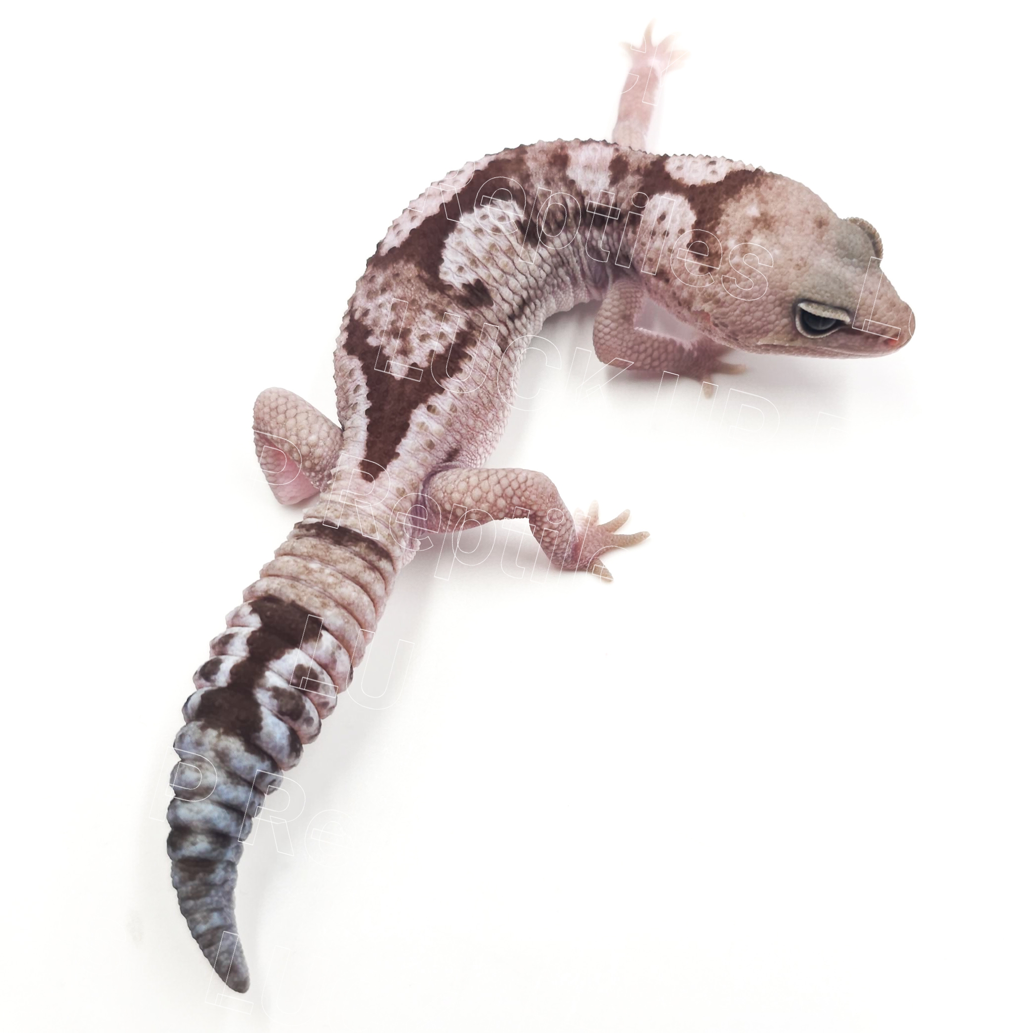 ニシアフリカトカゲモドキ¥オレオズールー