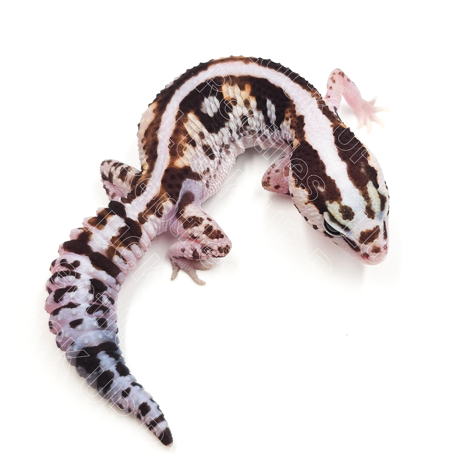 ニシアフリカトカゲモドキ¥ホワイトアウトhetオレオパティ