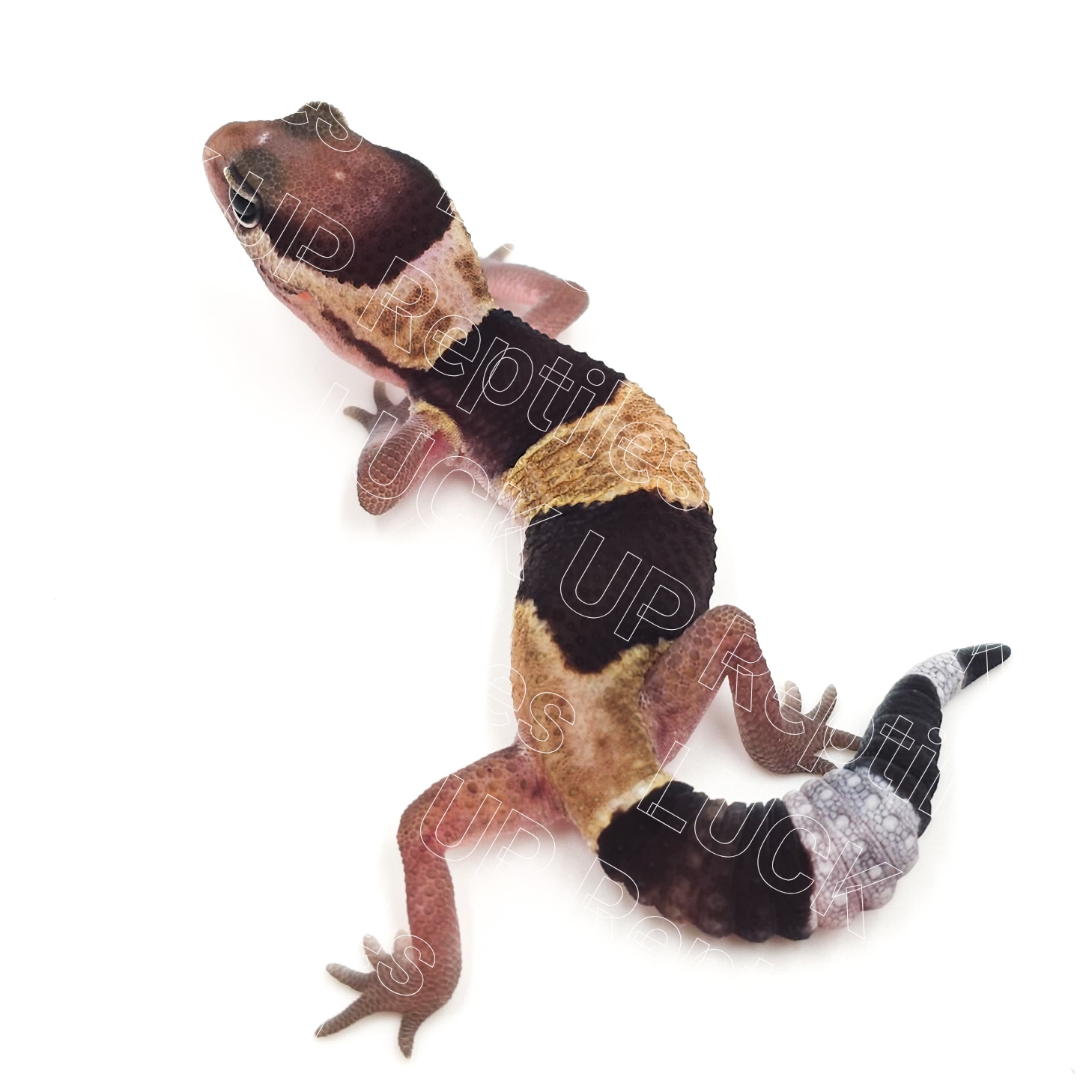 ニシアフリカトカゲモドキ¥ノーマルhetオレオ