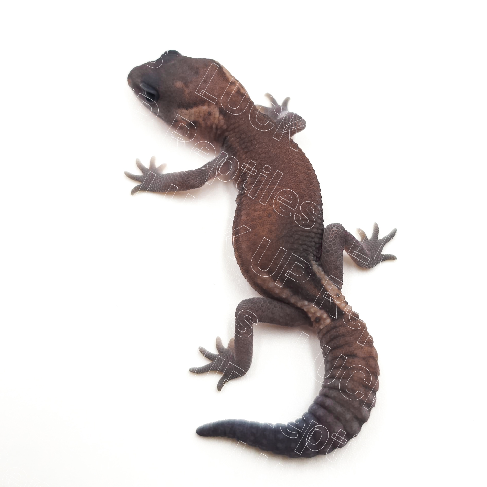 ニシアフリカトカゲモドキ¥パティphゴーストオレオ