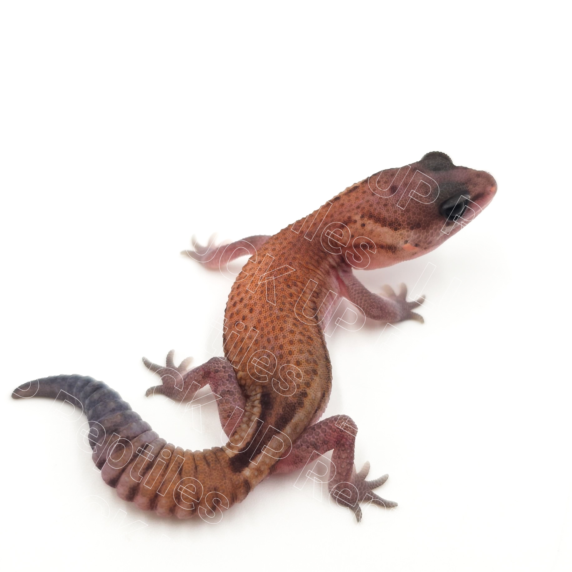 ニシアフリカトカゲモドキ¥パティphゴーストオレオ