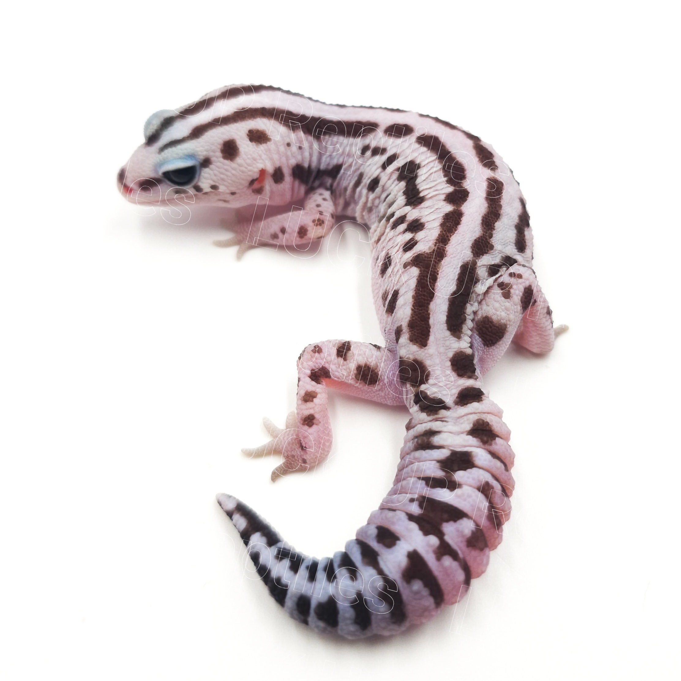 ニシアフリカトカゲモドキ¥ホワイトアウトオレオ パティ