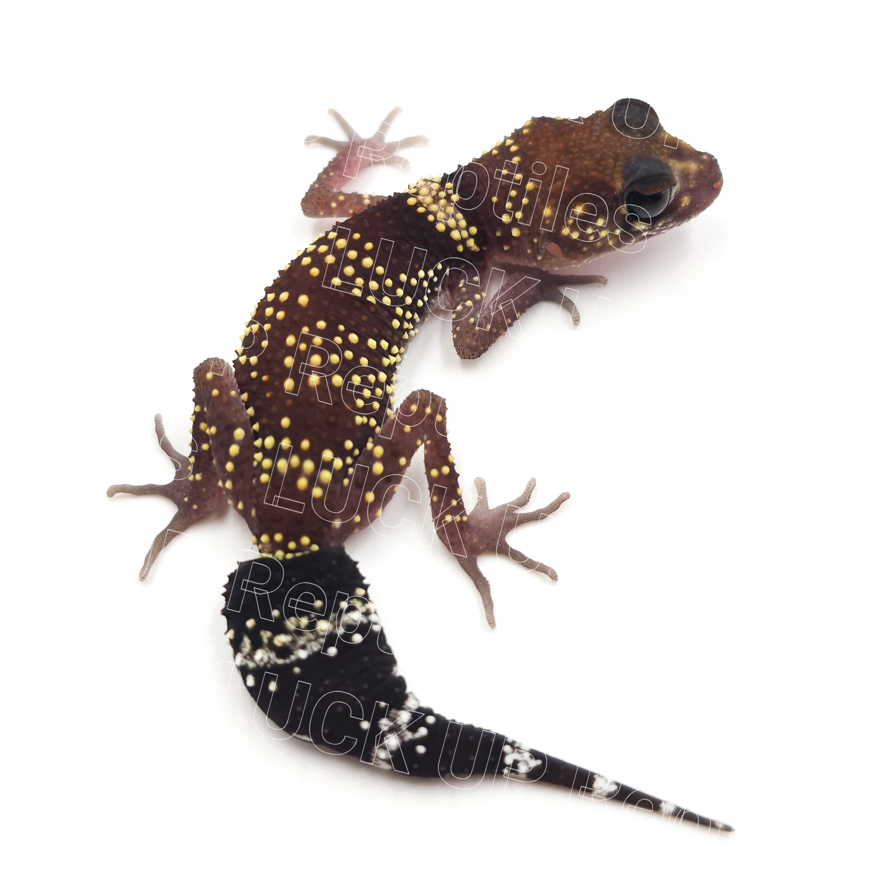 アンダーウッディサウルスミリー