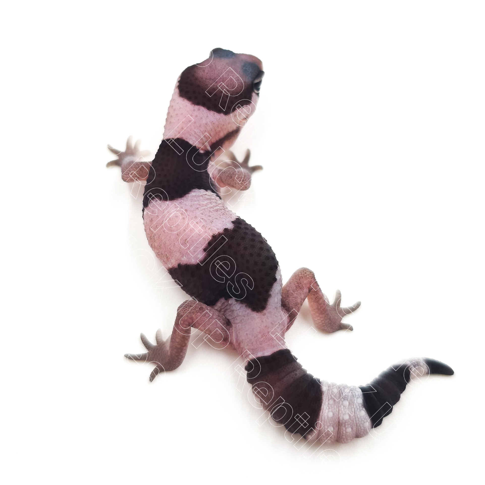 ニシアフリカトカゲモドキ¥オレオ